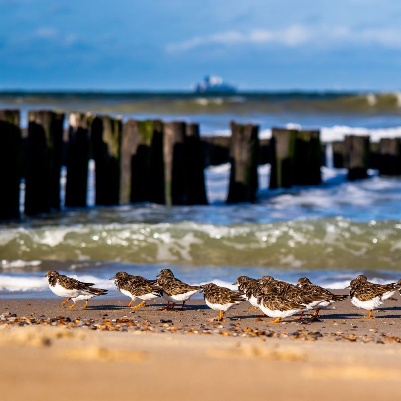 Een groep drieteenstrandlopers op het strand van Domburg